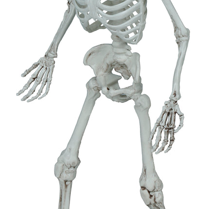 Halloweenowy szkielet 55 cm
