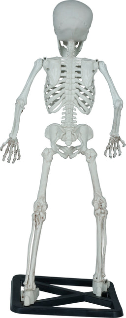 Halloweenowy szkielet 55 cm
