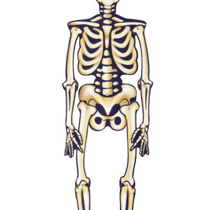 HALLOWEENOWY SKELET Z RUCHOMYMI CZĘŚCIAMI