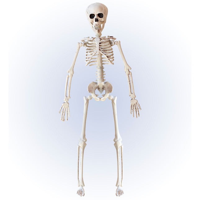 Szkielet na Halloween beżowy 40 cm