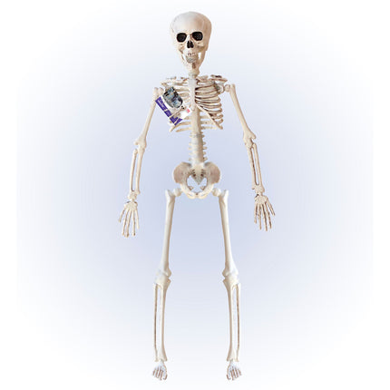 Szkielet na Halloween beżowy 40 cm