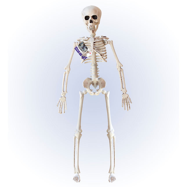 Szkielet na Halloween beżowy 40 cm