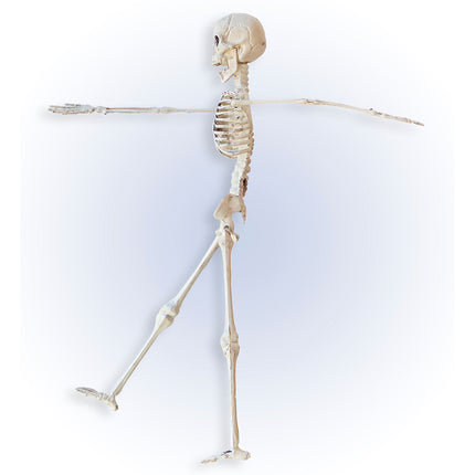 Szkielet na Halloween beżowy 40 cm