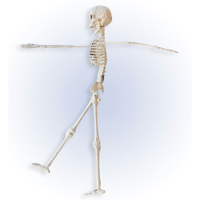 Szkielet na Halloween beżowy 40 cm