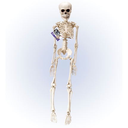 Szkielet na Halloween biały 50 cm