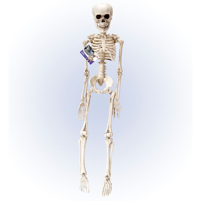 Szkielet na Halloween biały 50 cm