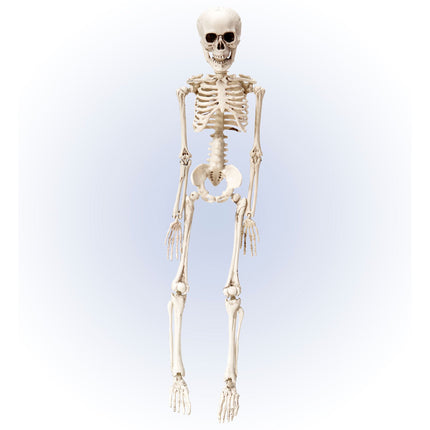 Szkielet na Halloween biały 50 cm