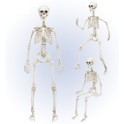 Ruchomy szkielet na Halloween 90 cm