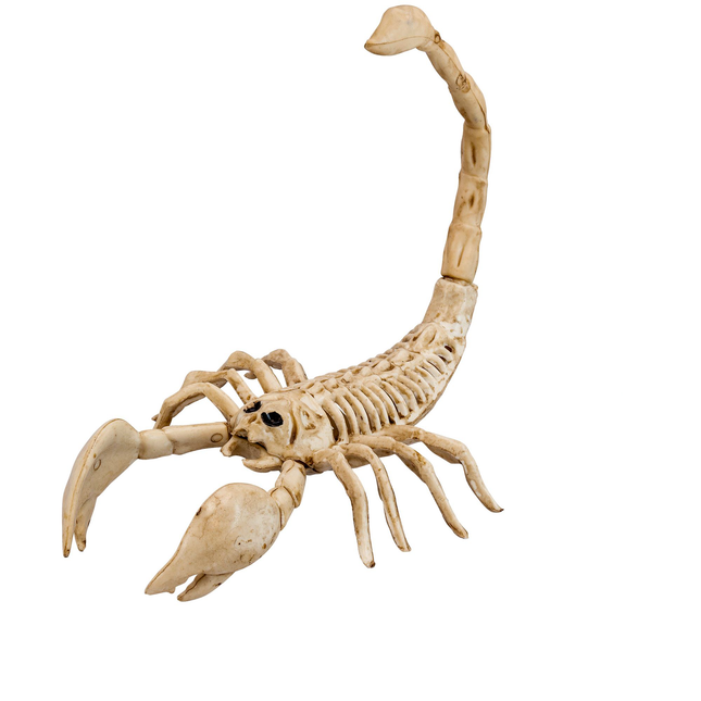 Halloweenowy szkielet skorpiona 30 cm