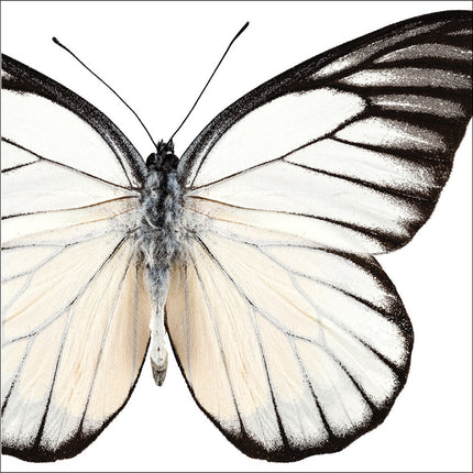 Serwetki Butterfly 25cm 24szt