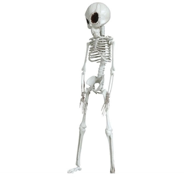 Halloween Hangdecoratie Skelet 42cm - Partywinkel - 8434077248775