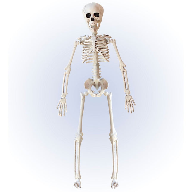 Halloween Skelet Beige 40cm van Widmann koop je bij Partywinkel