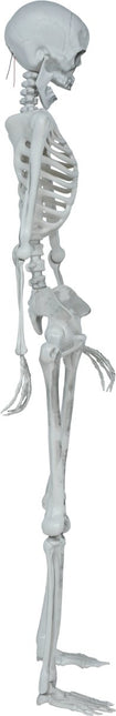 Halloween Skelet Beweegbaar 1,4m van Fiestas Guirca koop je bij Partywinkel