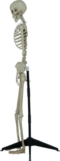 Halloween Skelet Op Standaard 1,55m van Fiestas Guirca koop je bij Partywinkel